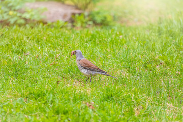 Wood bird Fieldfare, Turdus pilaris, on a sprng lawn.