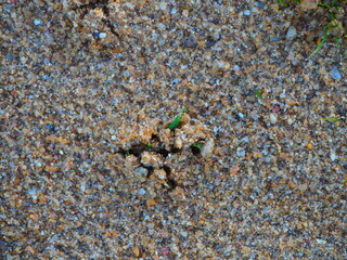 Grass sprouting from the ground and breaking through the layer of sand