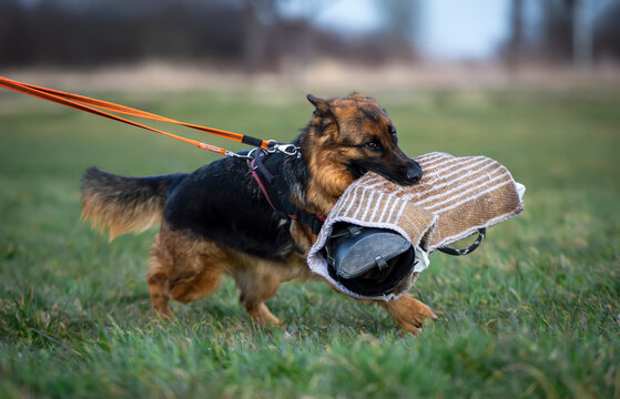 German shepherd dog runs in the park on a leash with a protection sleeve