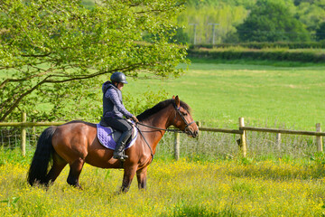 Young female and her large bay horse enjoy a ride in field in rural Shropshire on a lovely summers day.