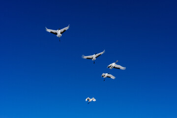 鶴の群れと青空