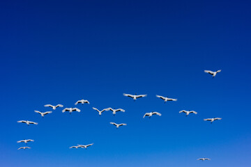 鶴の群れと青空