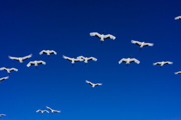 鶴の群れと青空