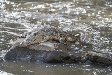 Alligators resting on rocks in the river at Awash Falls in Afar, Northern Ethiopia