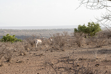 Beisa Oryx in the dry savannahs dotted with acacia trees in Awash National Park, Ethiopia