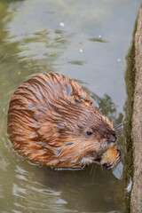 Wild animal Muskrat, Ondatra zibethicuseats, eats on the river bank