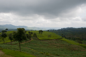 Fototapeta na wymiar Campos de cultivo del te en las montañas de Ciwidey, Bandung, Java Barat, Indonesia