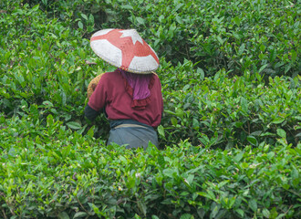 Campos de cultivo del te, Ciwidey, Bandung, Java, Indonesia