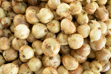 vegetable round onion