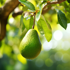 close-up of a fresh ripe avocado hang on branch tree. autumn farm harvest and urban gardening concept with natural green foliage garden at the background. selective focus - obrazy, fototapety, plakaty
