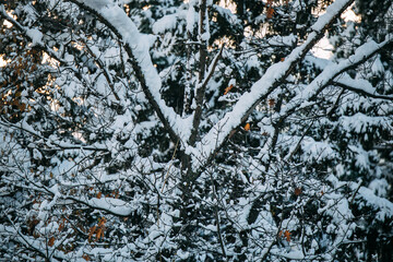 Snow on the branches of trees and bushes after a snowfall. Beautiful winter background with snow-covered trees. Plants in a winter forest park. Cold snowy weather. Cool texture of fresh snow. Closeup.