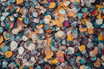 Multicolored Leaves in Fall