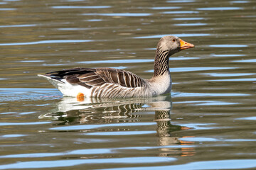 The greylag goose, Anser anser is a species of large goose