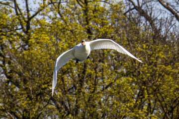 Mute swan, Cygnus olor flying over a lake in the English Garden in Munich, Germany