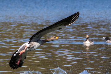 The flying greylag goose, Anser anser is a species of large goose