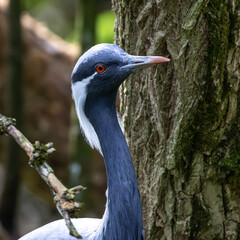 Demoiselle Crane, Anthropoides virgo are living in the bright green meadow during the day time