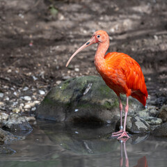 The Scarlet ibis, Eudocimus ruber is a species of ibis in the bird family Threskiornithidae.