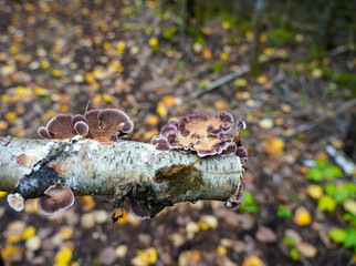Mushroom Fungus Growth on Tree