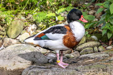Common Shelduck, Tadorna tadorna swimming on the water