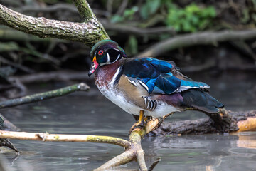 The wood duck or Carolina duck, Aix sponsa is a species of perching duck