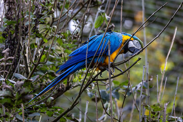 The Blue-and-yellow Macaw, Ara ararauna is a large South American parrot