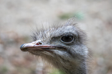 The common ostrich, Struthio camelus, or simply ostrich