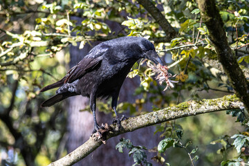 The Common Raven, Corvus eating a little bird at Kleinhesseloher Lake in Munich, Germany