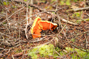 Orange Mushroom in Forest