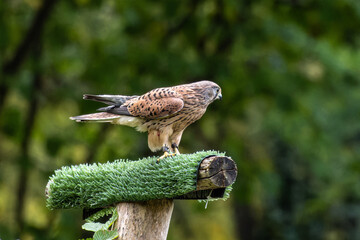 Common kestrel, Falco tinnunculus is a bird of prey species belonging to the falcon family Falconidae.