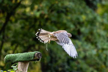 Common kestrel, Falco tinnunculus is a bird of prey species belonging to the falcon family Falconidae.