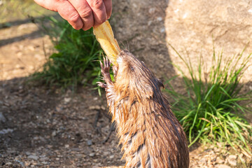Muskrat, Ondatra zibethicuseats, eats bread from human hand.