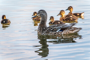 A family of ducks, a duck and its little ducklings are swimming in the water. The duck takes care of its newborn ducklings. Mallard, lat. Anas platyrhynchos