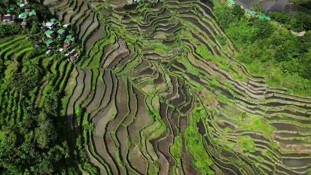 Aerial top view of picturesque Batad Rice Terraces in Ifugao Province, Luzon Island, Philippines, 4k