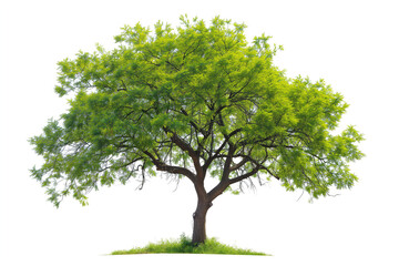 A vibrant, lush green tree with a sturdy brown trunk, isolated on a white background. Perfect for designs that require a natural element or outdoor theme.