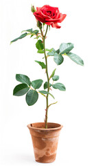 A single, vibrant red rose blooms in an aged terracotta pot, surrounded by lush green leaves against a stark white background