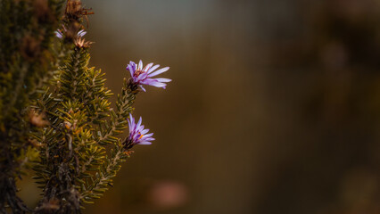 Flores