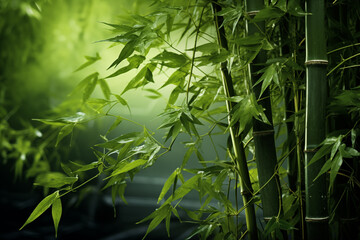 Bamboo tree in the forest. Earth Day