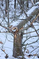 one broken gray pine tree in white snow in the winter forest