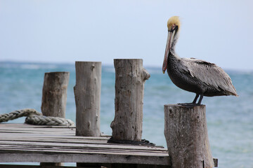 pelican a large water bird