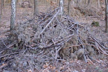 a large pile of cut gray brown dry pine branches in the forest - obrazy, fototapety, plakaty