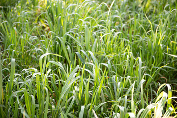 Campo con fili d'erba verde. Primavera
