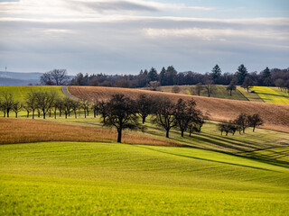 Fototapeta premium Agrarlandschaft in mildem Winter