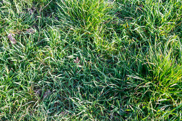 Fondo de césped y hierba verde.