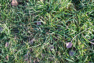 Fondo de césped y hierba verde.