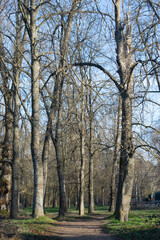 Fototapeta premium Paisaje de caminos atravesando un bosque invernal.