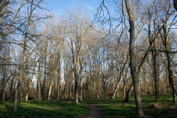 Paisaje de caminos atravesando un bosque invernal.
