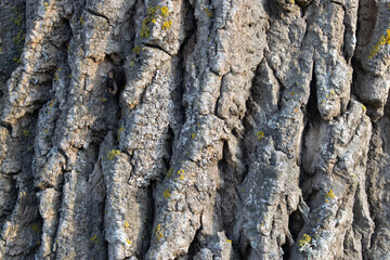 Fondo rugoso de corteza de un árbol.