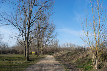 Obraz premium Paisaje de caminos atravesando un bosque invernal.