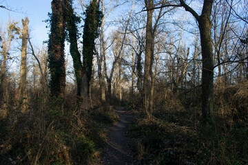 Fototapeta premium Paisaje de caminos atravesando un bosque invernal.