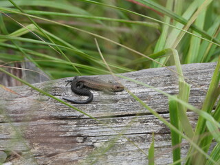 Little lizard sunbathing on a wooden plank